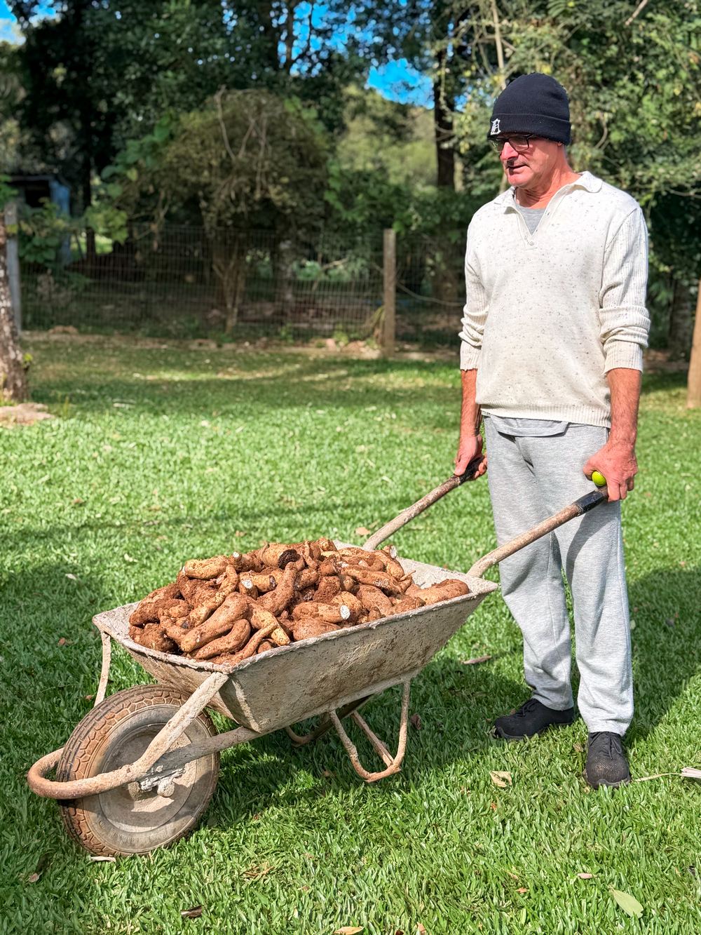 Colheita de batata-doce orgânica em carriola