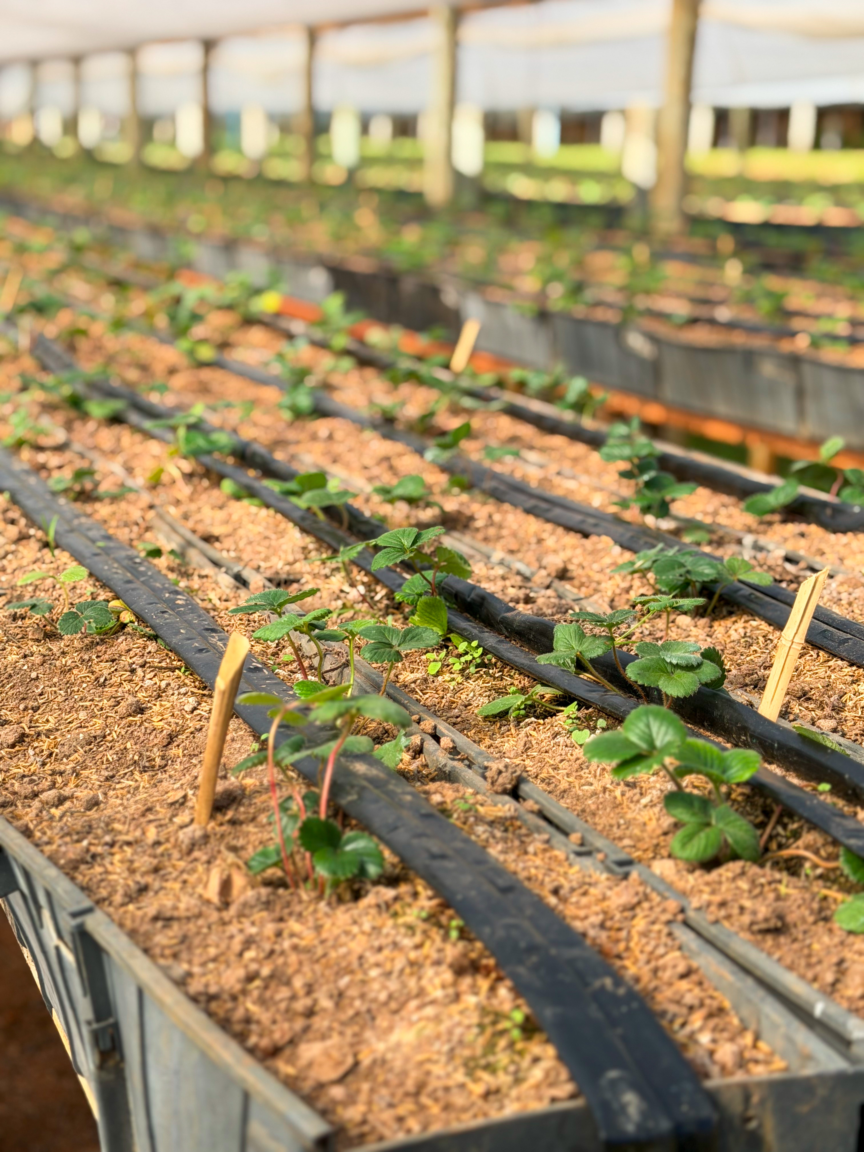 Alimentos ecológicos da terra à mesa